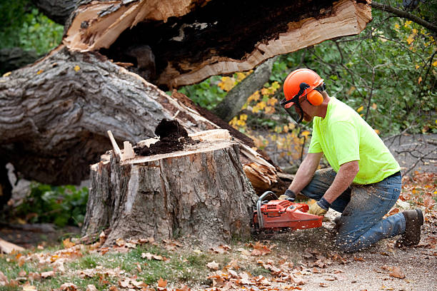 Best Dead Tree Removal  in Rocky Point, WA